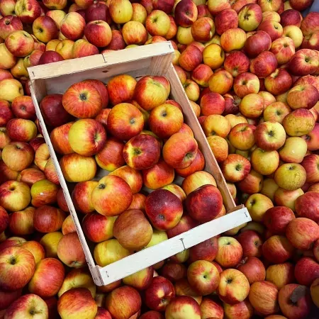 Pommes BIO Juliet 5 kg-