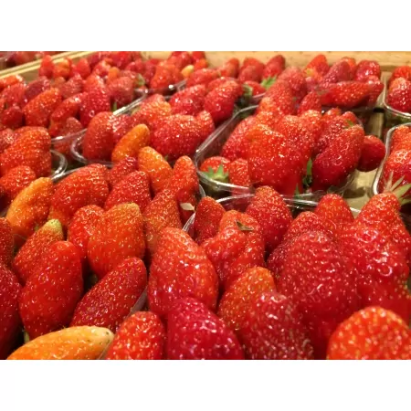 Fraise Gariguette 250g cat.1-