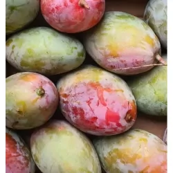 Mangue Osteen