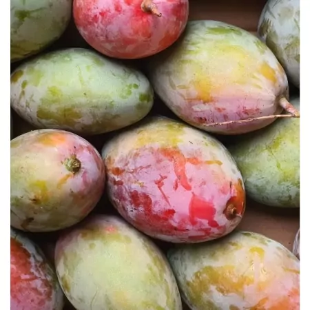 Mangue Osteen-