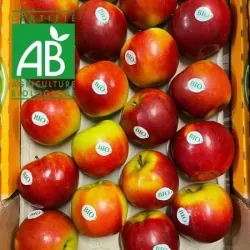 Pommes BIO Pixie 4kg/+